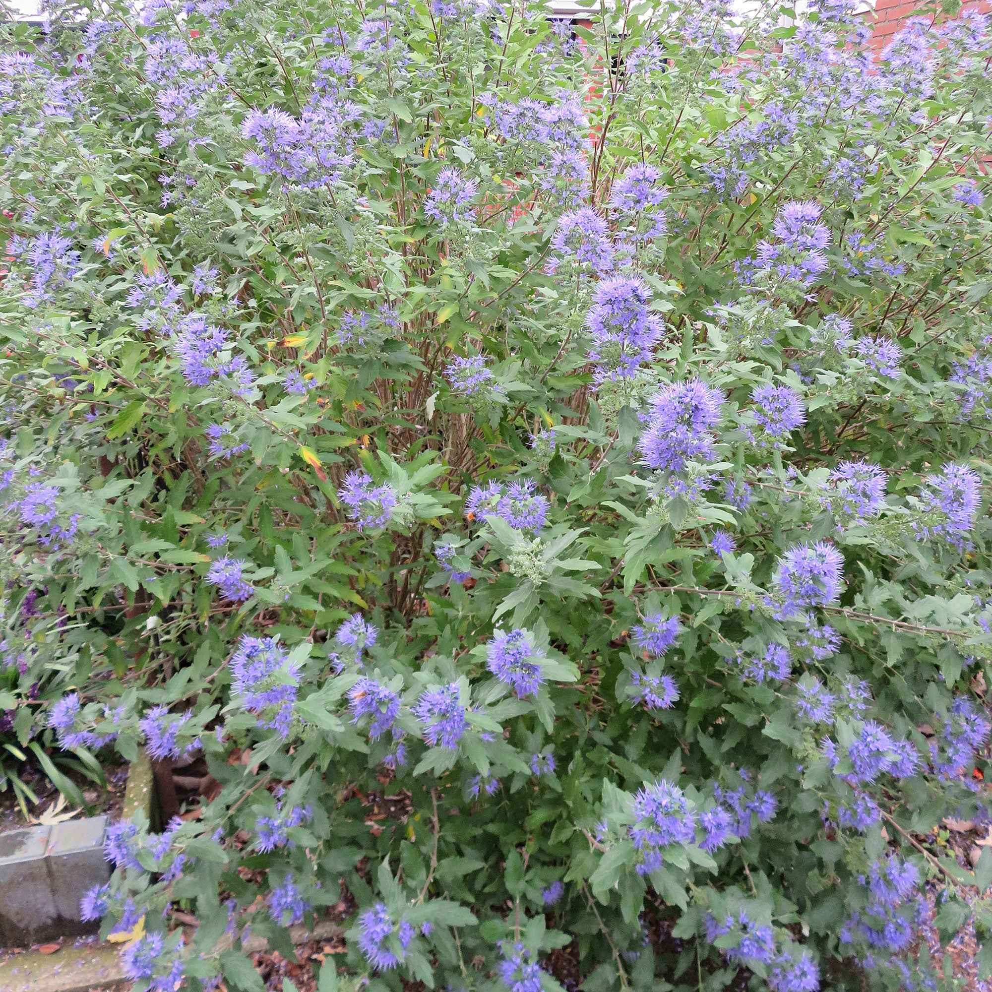 Bakker Barbe bleue Heavenly Blue arbuste pot Ø 9cm bleu