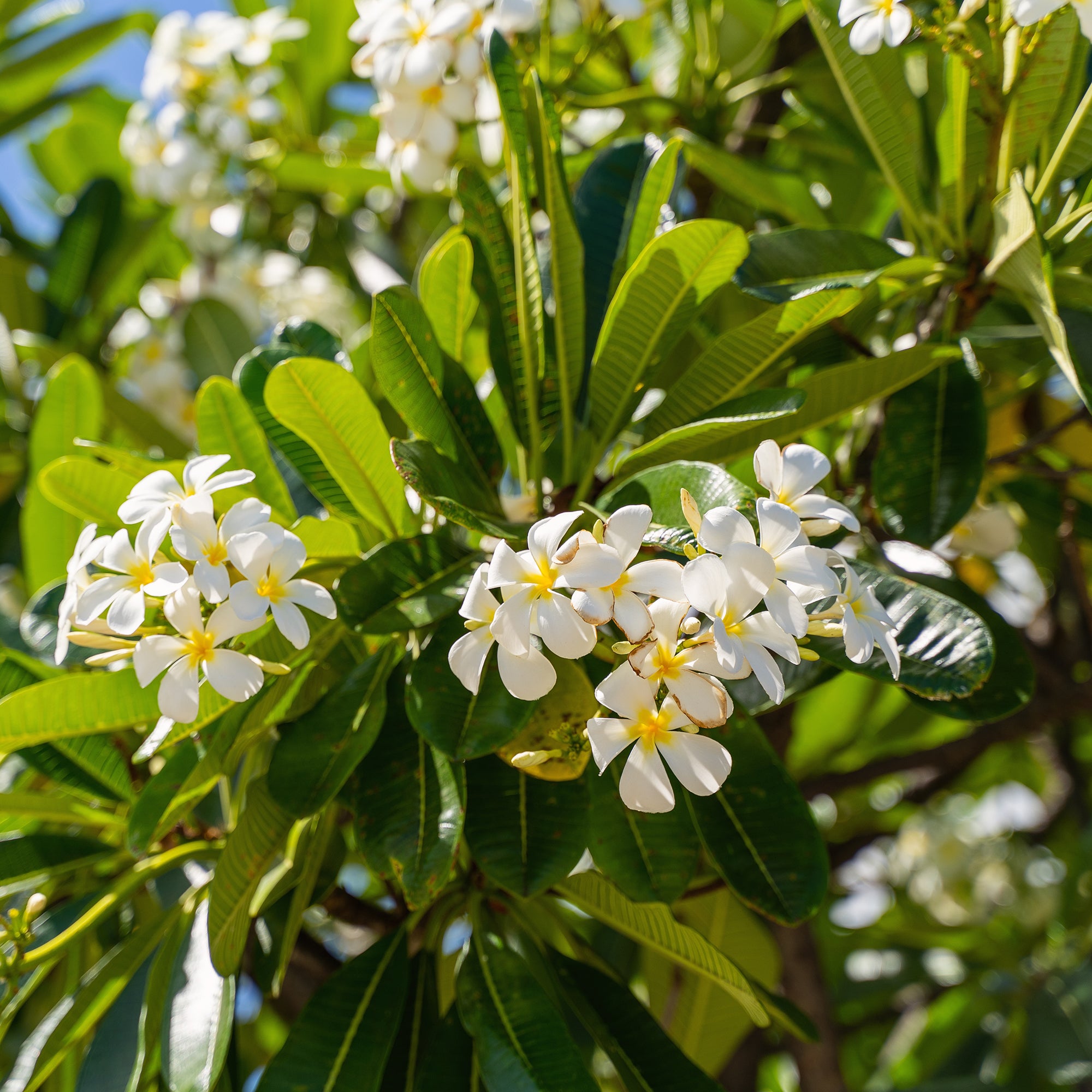 Bakker Frangipanier Plumeria alba pot 14cm fleurs parfumées