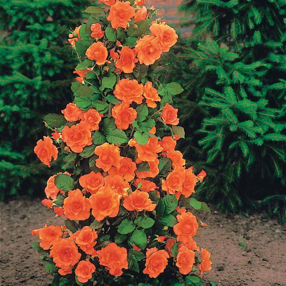 Bakker Collection 4 Rosiers arbustes rosier racines nues