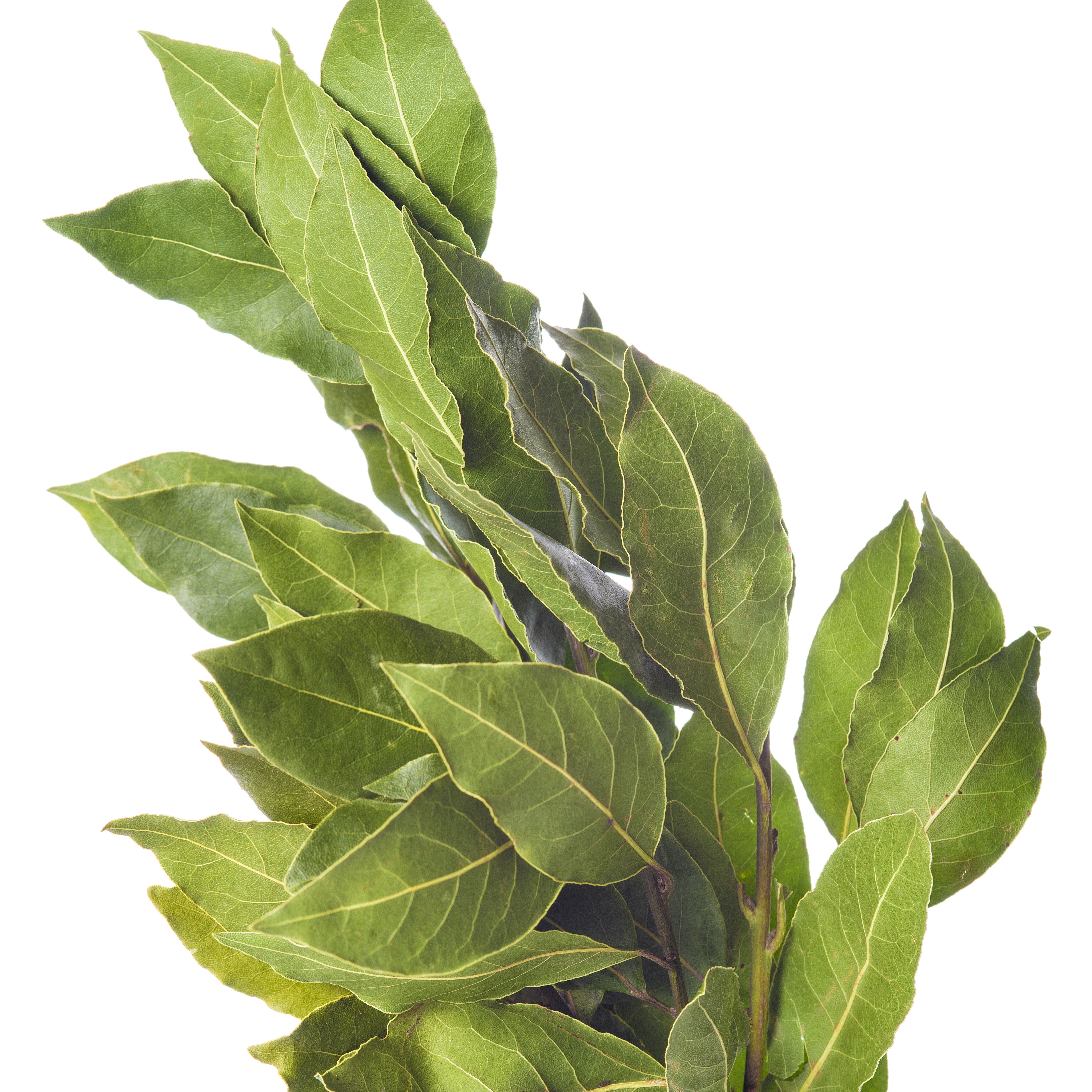 Bakker Laurier sauce plant Ø13cm aromatique