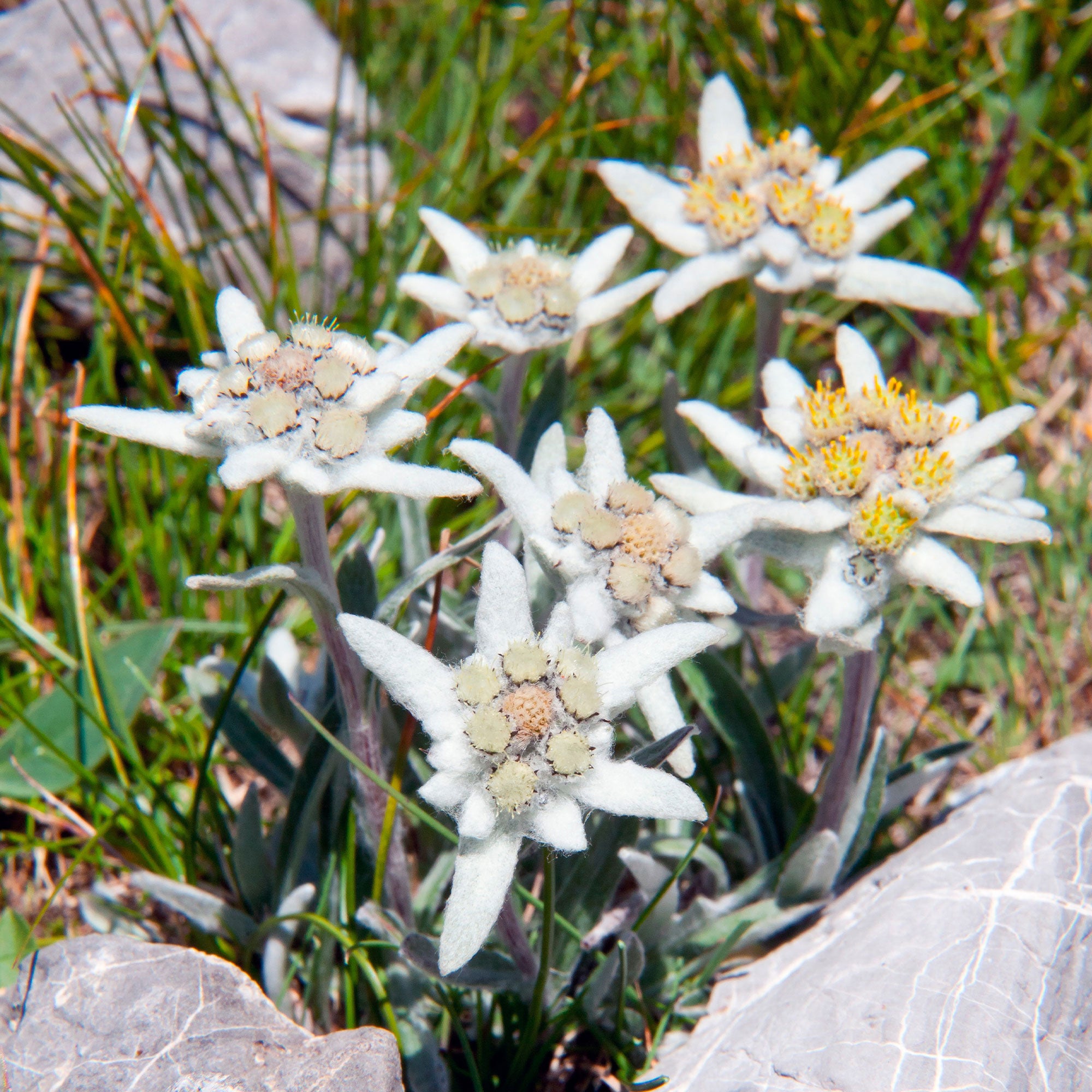 Bakker Edelweiss des Alpes vivace pot 9cm blanc rocaille