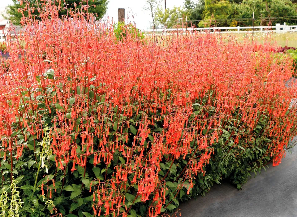 Pépinières Ripoche Phygelius rectus Colorburst Orange plante vivace