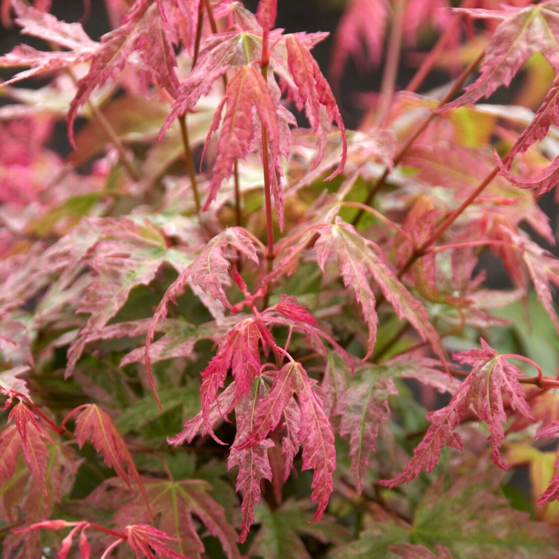 Bakker Érable du Japon Phoenix plante pot 3L 40-50cm