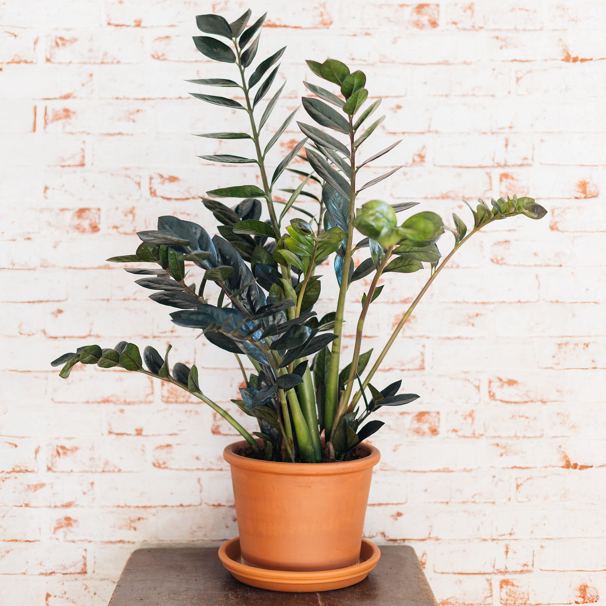 Bakker Zamioculcas Raven plante intérieur noire Ø14cm