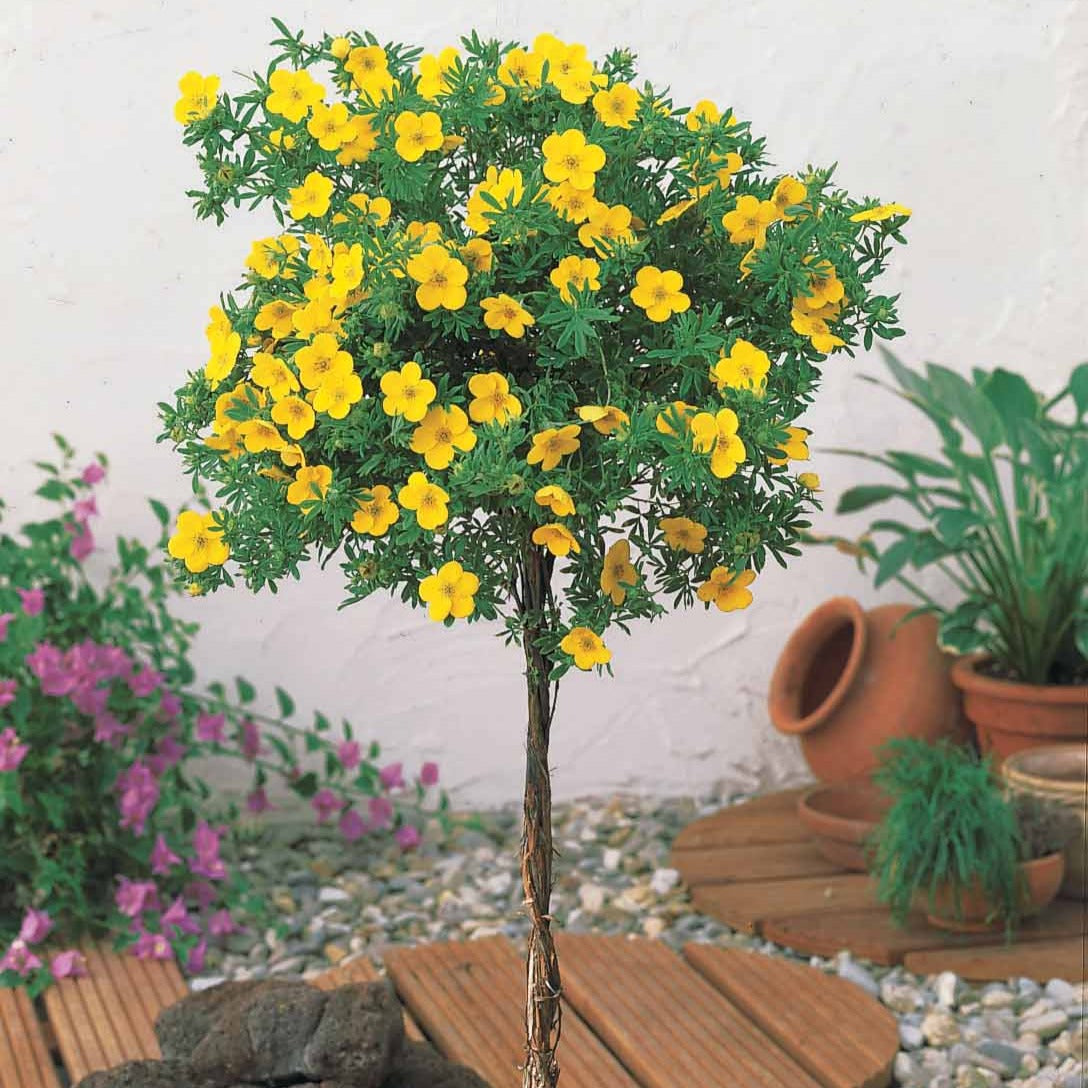 Bakker Potentille Goldfinger arbuste racine nue fleurs jaunes