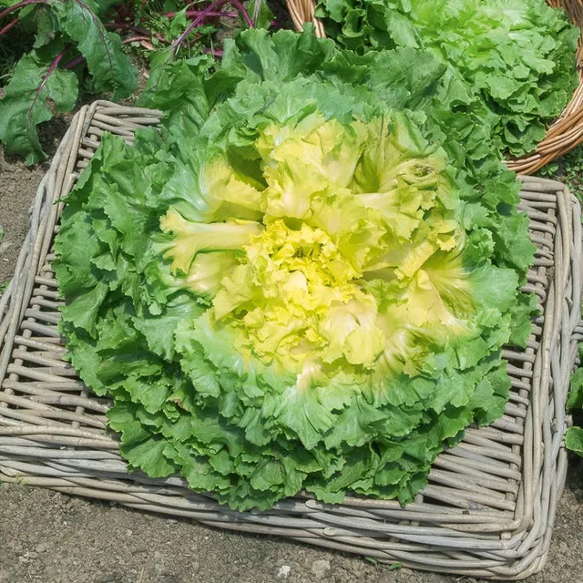 Bakker Chicorée Scarole Géante Maraîchère graines 3g