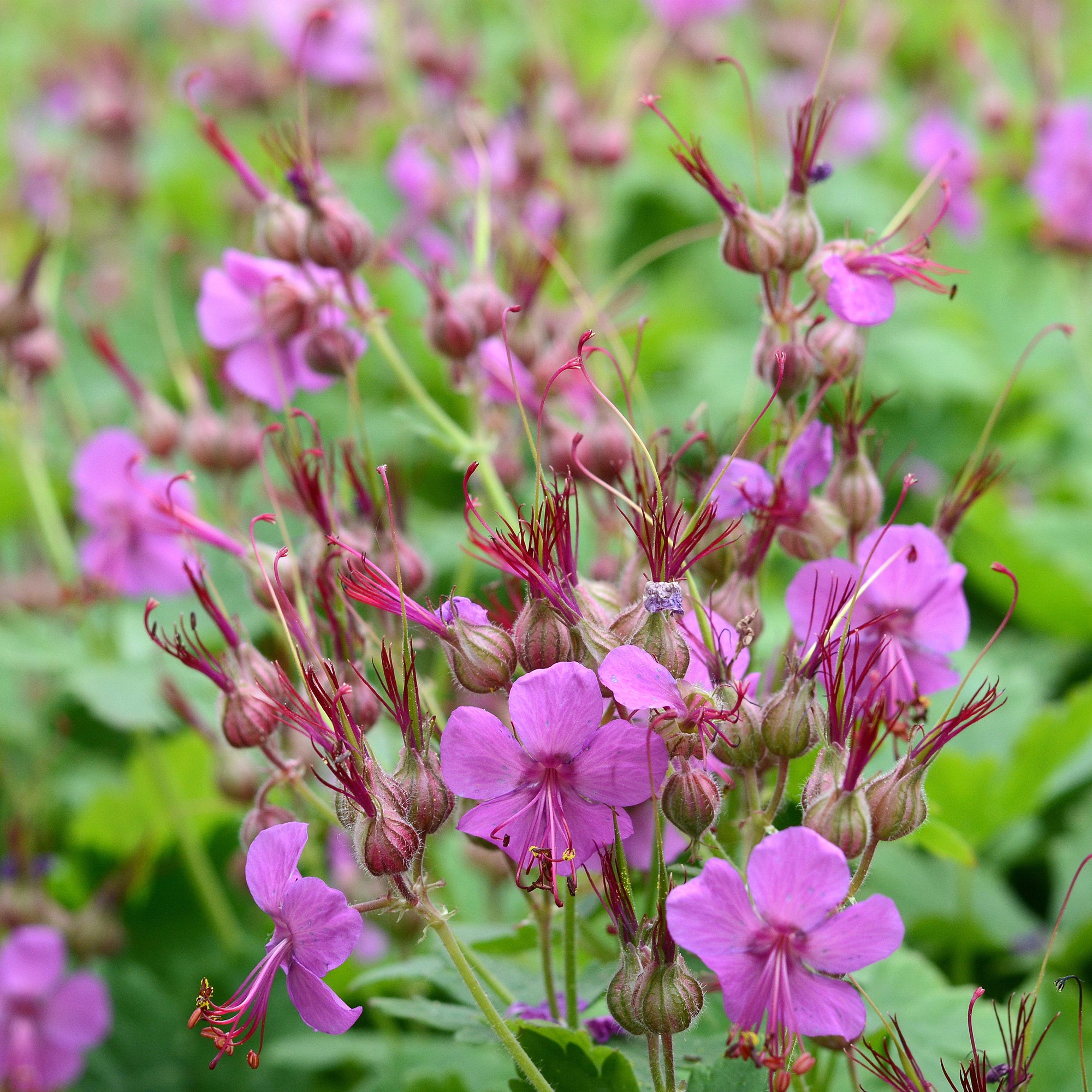 Bakker Vivaces Géranium macrorrhizum violet pot 8cm