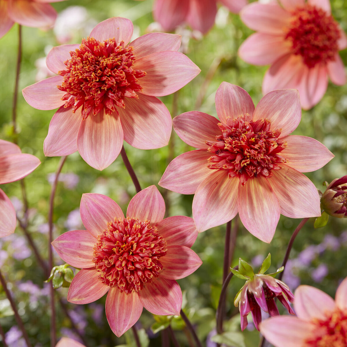 Bakker Dahlia Totally Tangerine anémone orange 3 bulbes