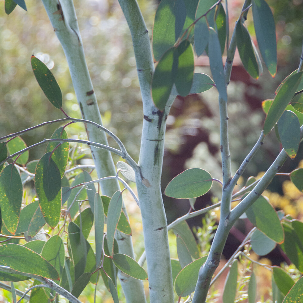 Bakker Eucalyptus Gunnii Blue Ice arbuste pot 1,3L bleu
