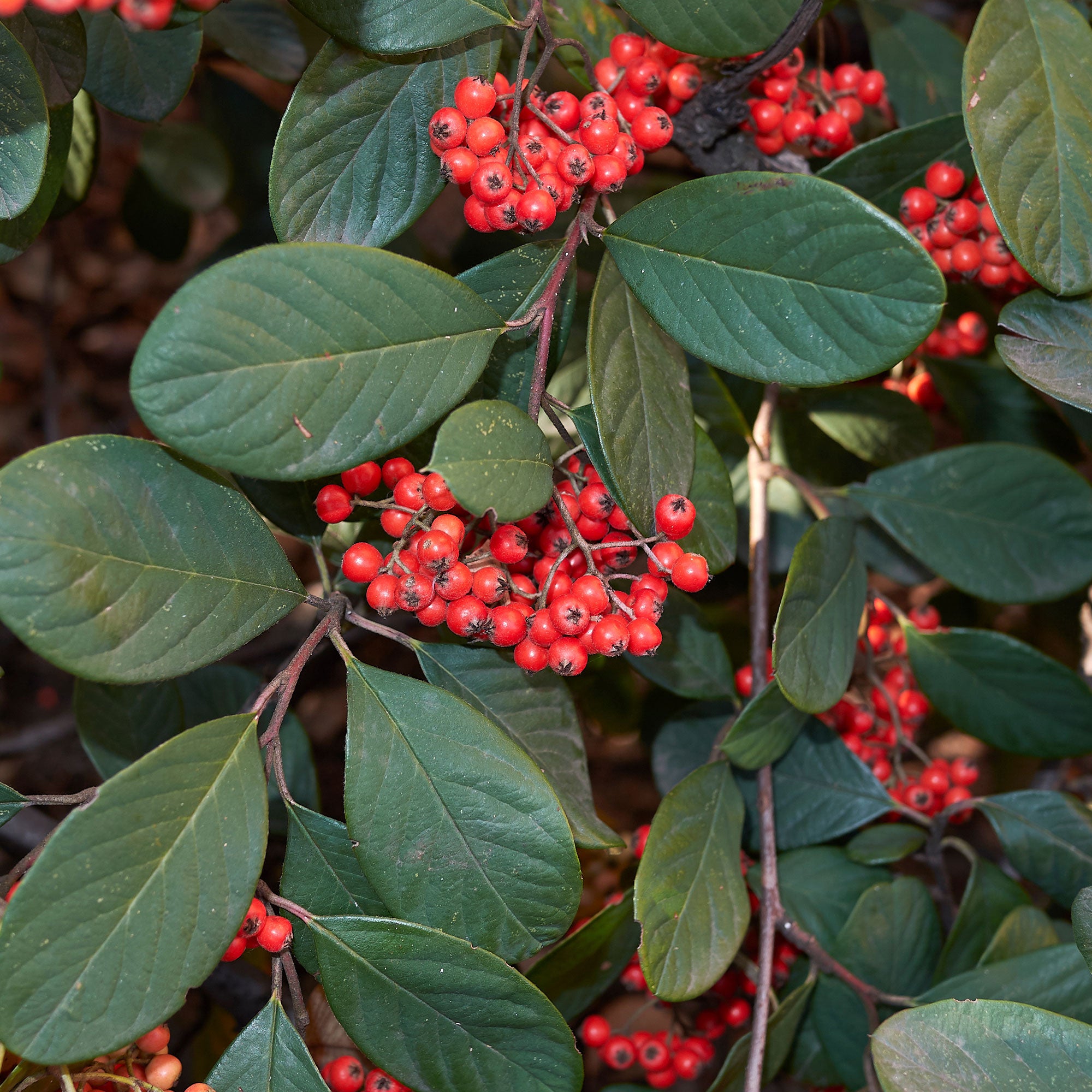 Bakker Cotoneaster Lacteus arbuste persistant pot 8cm haie baies