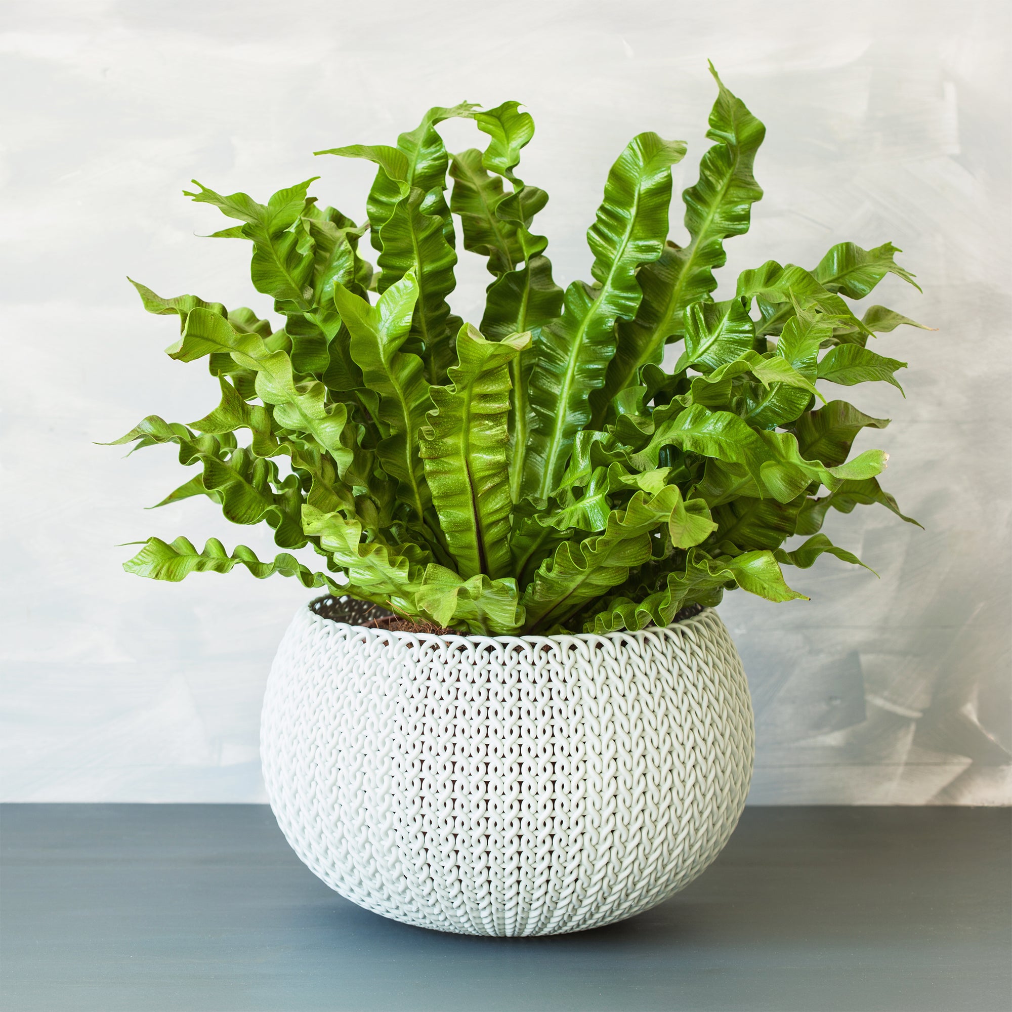 Bakker Asplenium Crispy Wave fougère intérieur pot Ø12cm