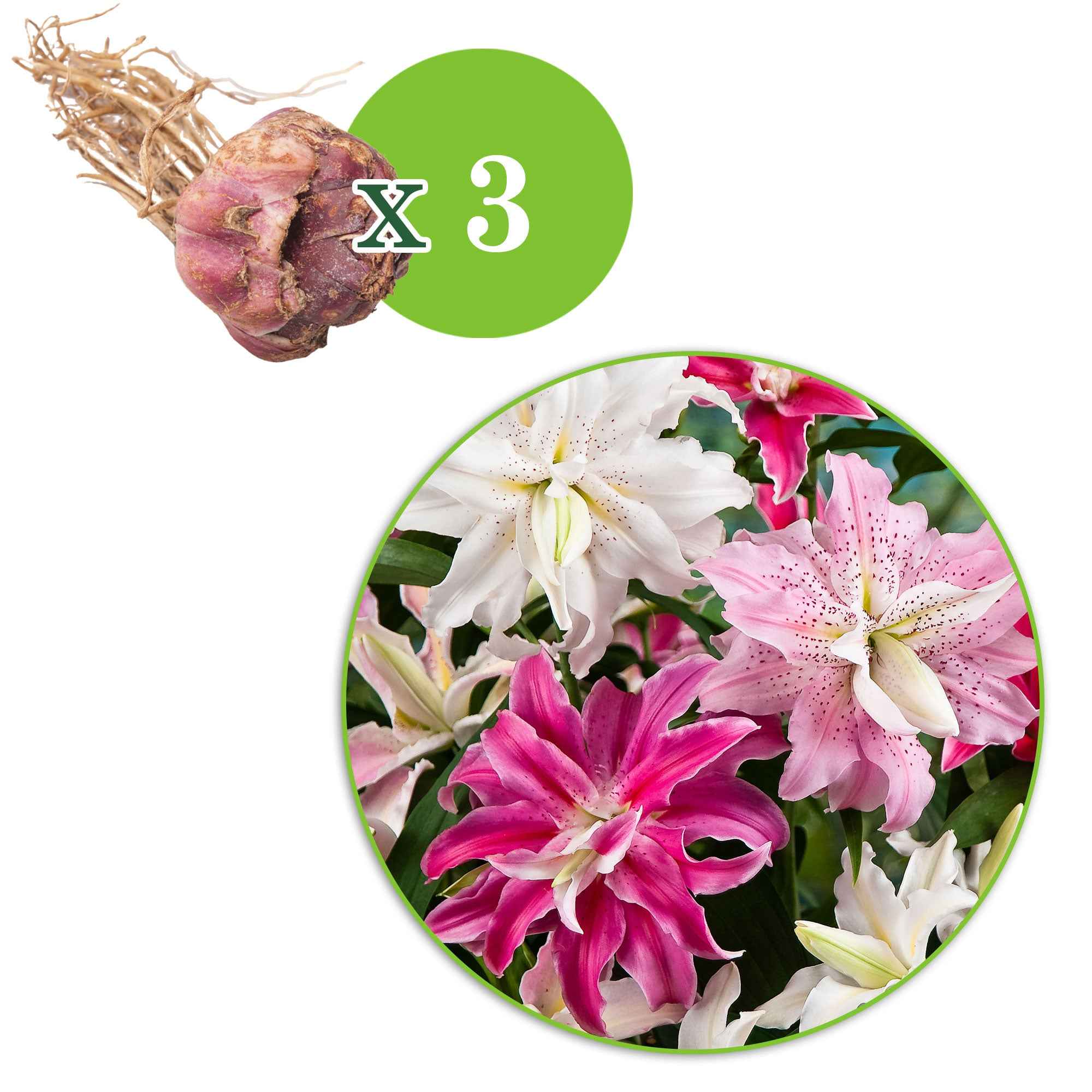 Bakker The Roses lis double sachet 3 bulbes mélange rose