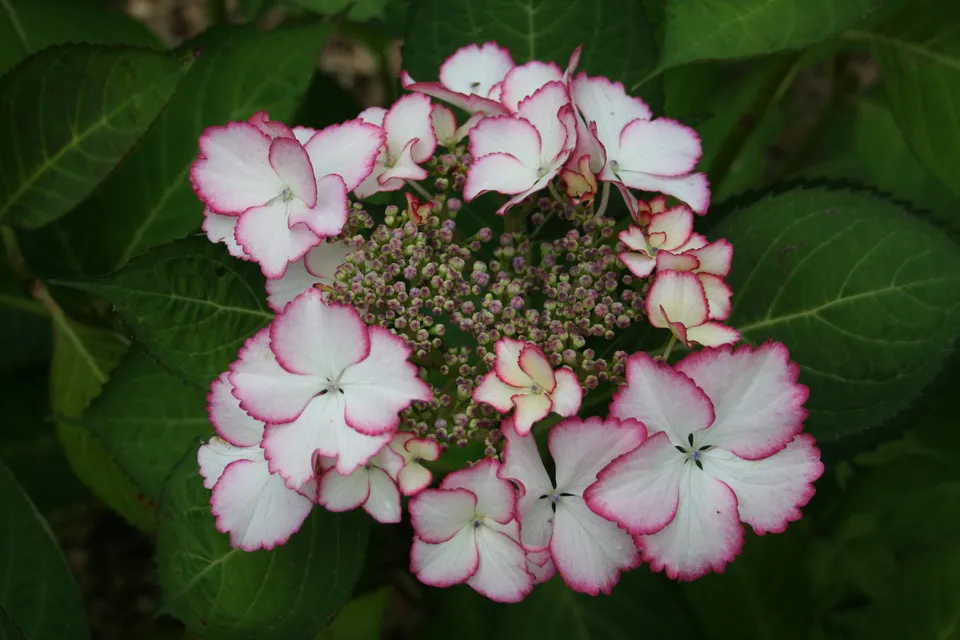 Les Hortensias du Haut Bois Love You Kiss hortensia fleurs plates godet