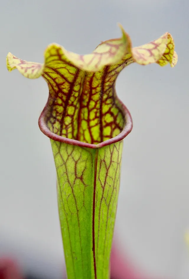 Carniflore Sarracenia Daniel Rudd plante carnivore 1 point
