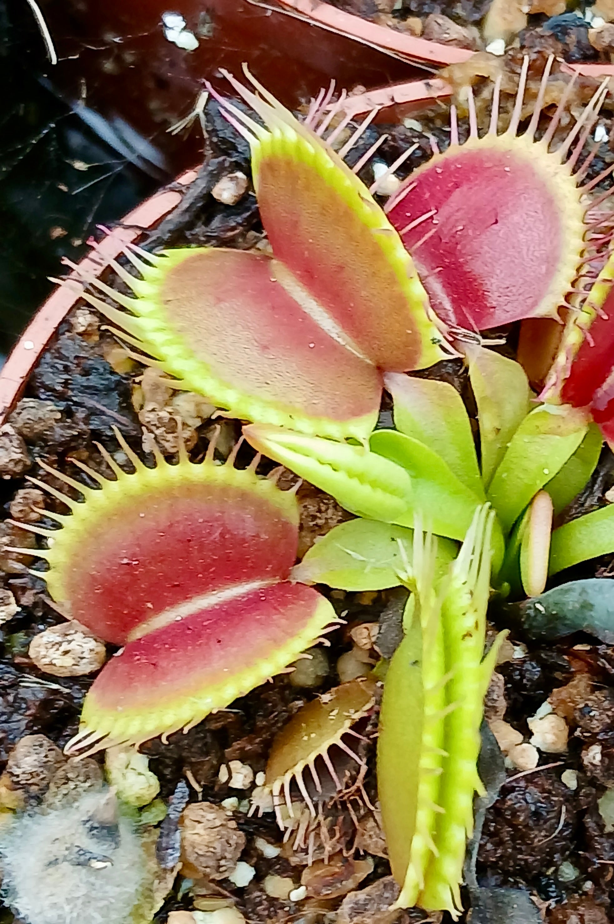 Carniflore Dionée Strong plante carnivore pot 9cm vigoureuse