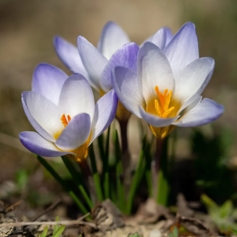 Bakker Bulbes Crocus Blue Pearl bulbes sachet 10 bleu février