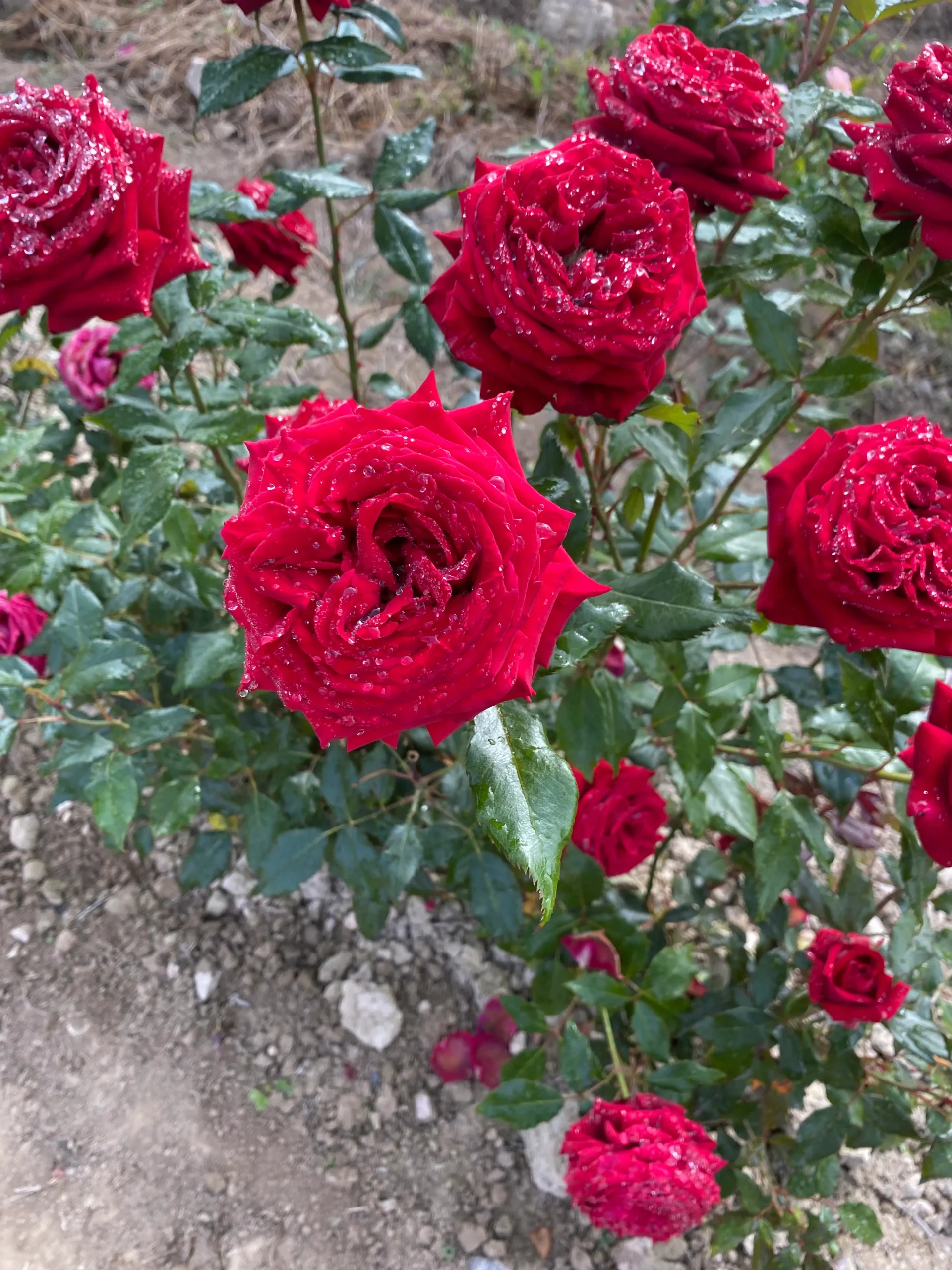 Michel Adam Yvonne Guégan Adagraneuf rosier buisson rouge groseille