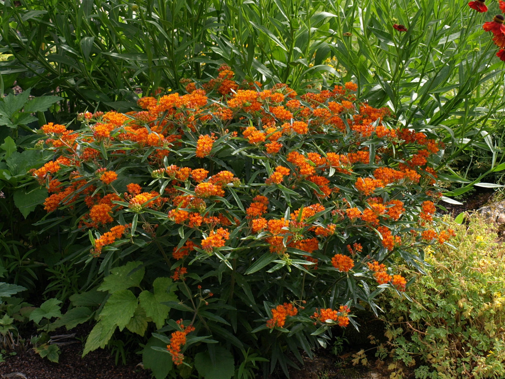 Passion Vivaces ASCLEPIAS tuberosa vivace orange pot 1 litre
