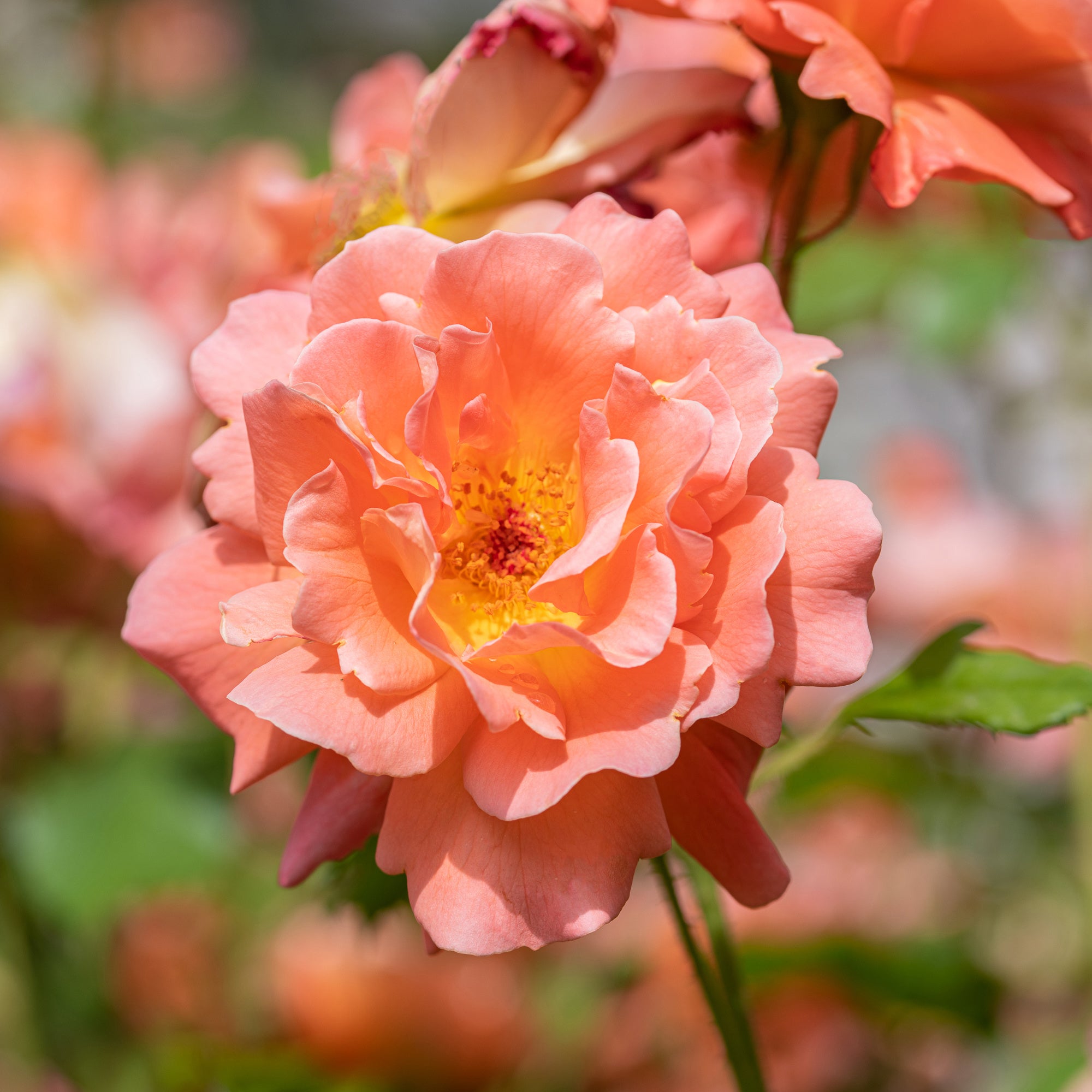 Bakker Rosier Westerland arbuste orange racine nue parfumé
