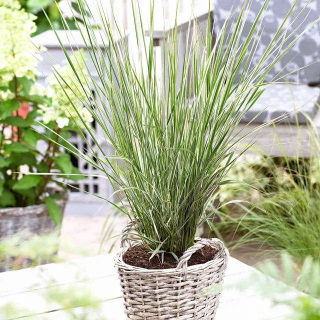 Bakker Calamagrostide Overdam graminée pot 9cm crème