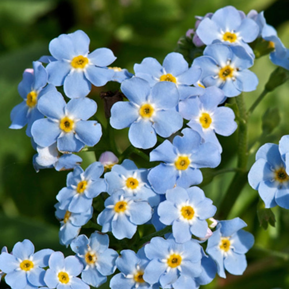 Bakker Myosotis des marais vivace bleue pot 9cm bassin