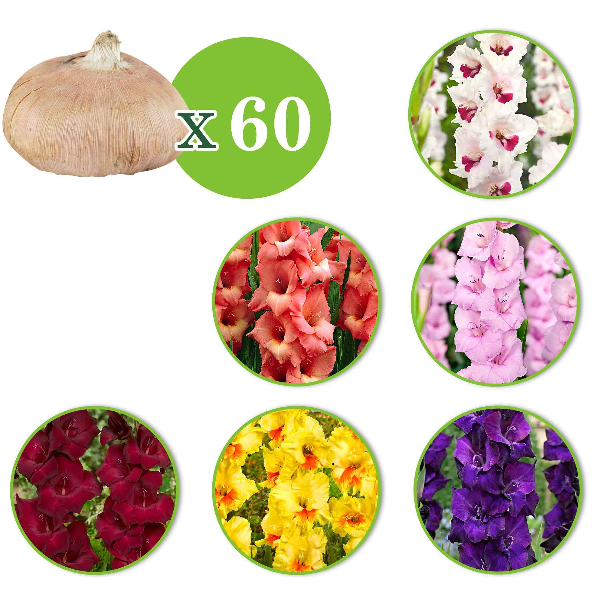 Bakker Glaïeuls en mélange sachet 60 bulbes été multicolore