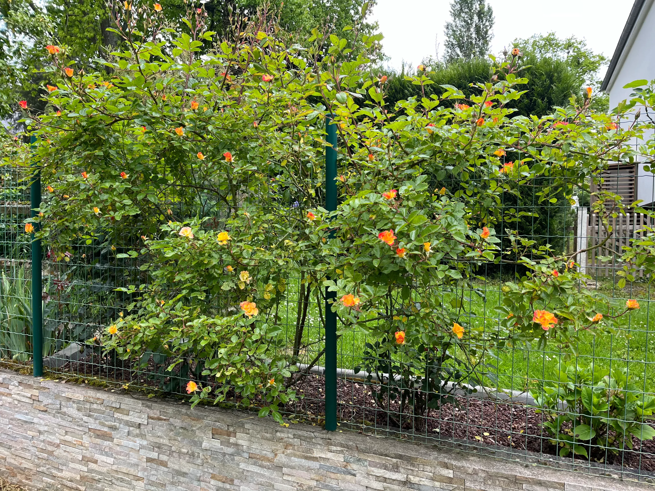 Michel Adam Signature Biodiversité Adabeyclu rosier grimpant fleurs simples