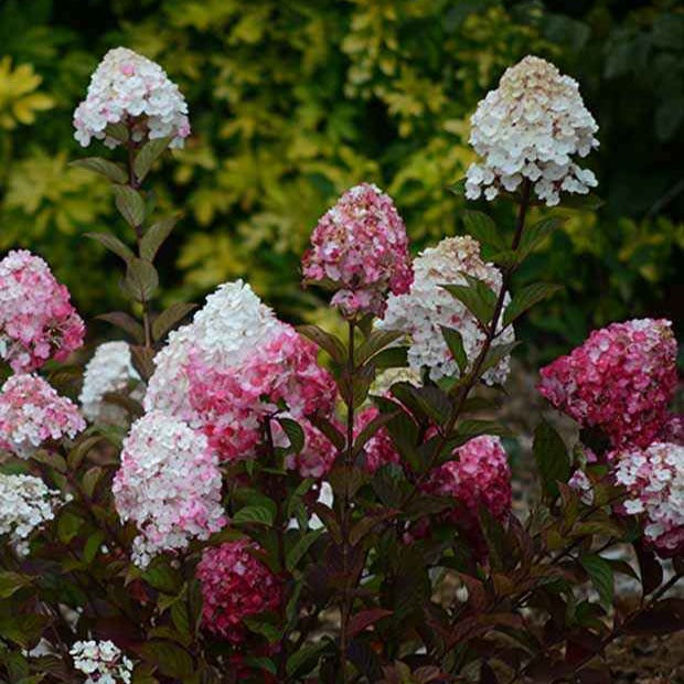 Bakker Hortensia Framboisine arbuste fleuri pot 8cm