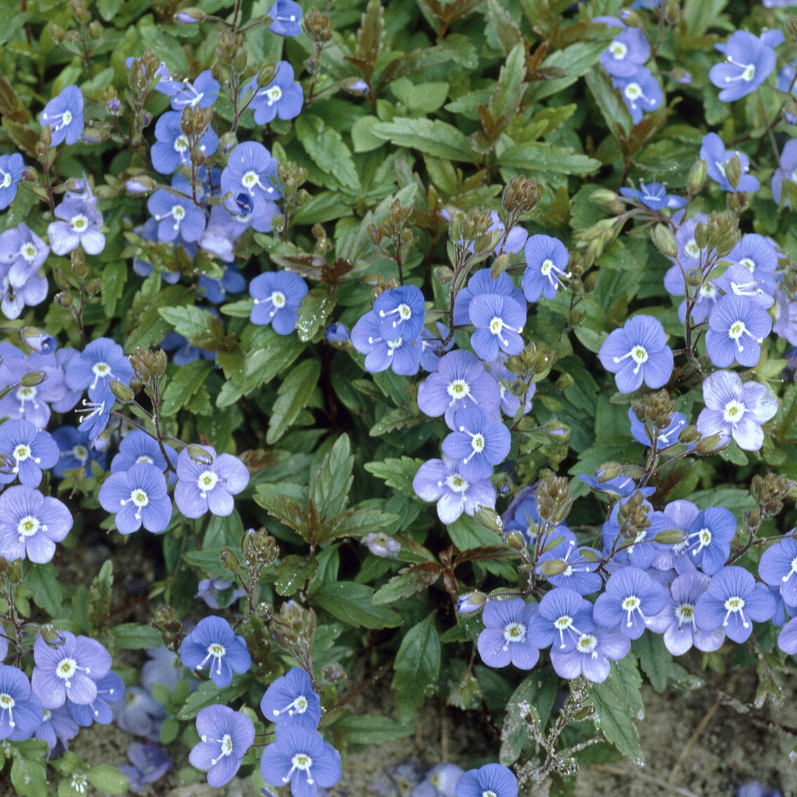 Bakker Véronique Georgia Blue vivace bleue pot 9 cm