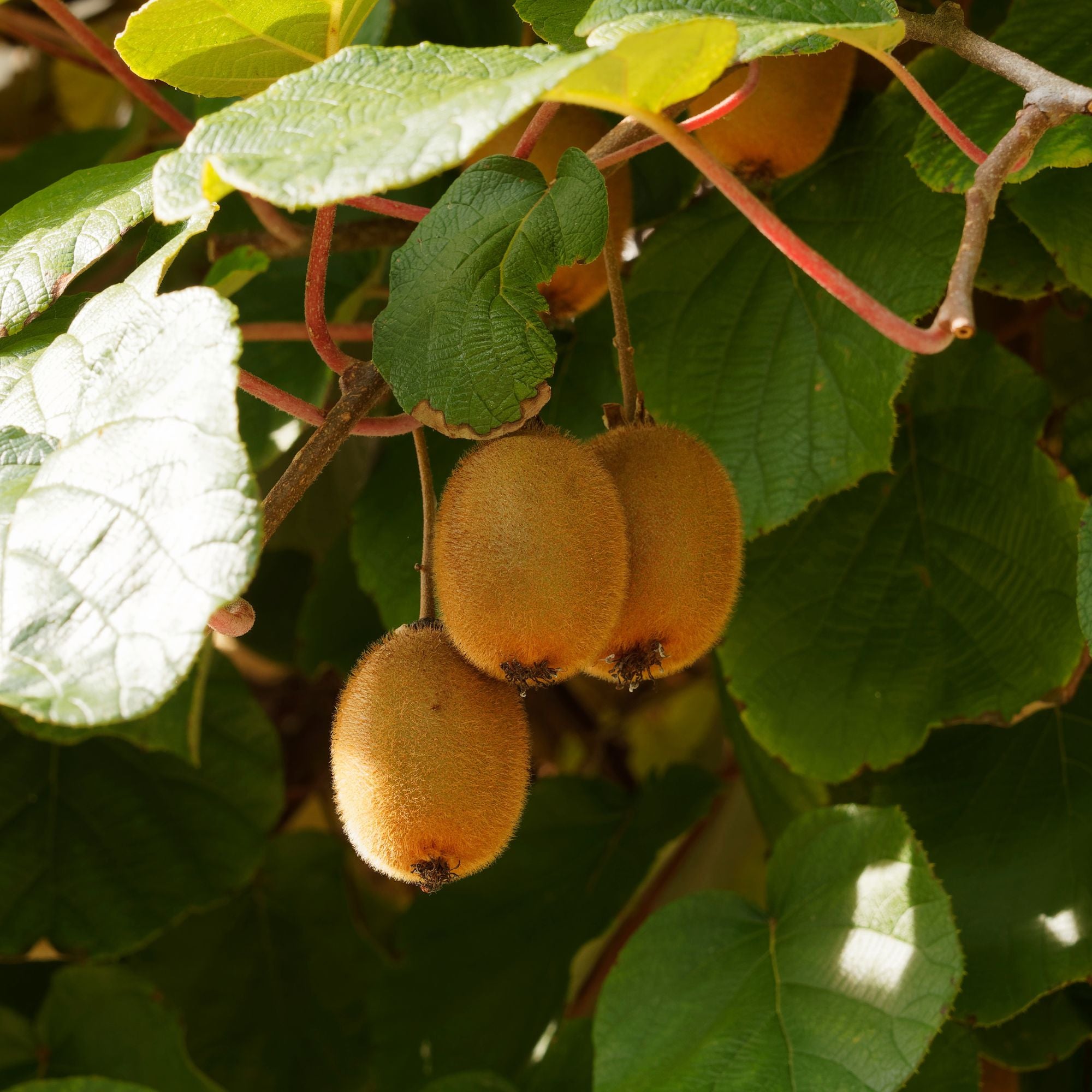 Bakker Solissimo kiwi autofertile pot 1L liane