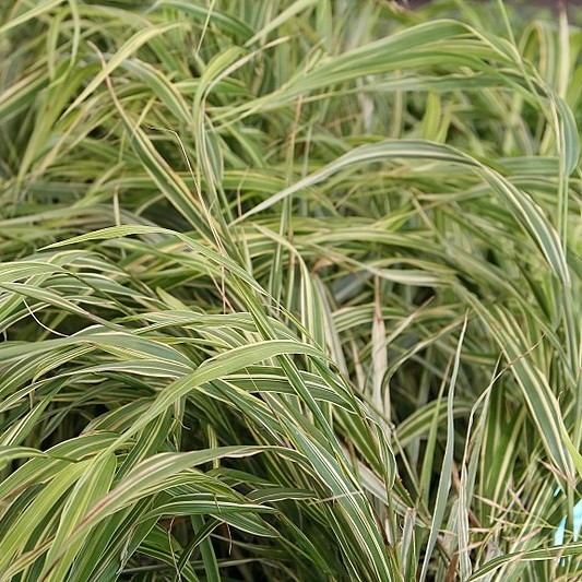 Hakonechloa macra Albovariegata graminée godet panachée