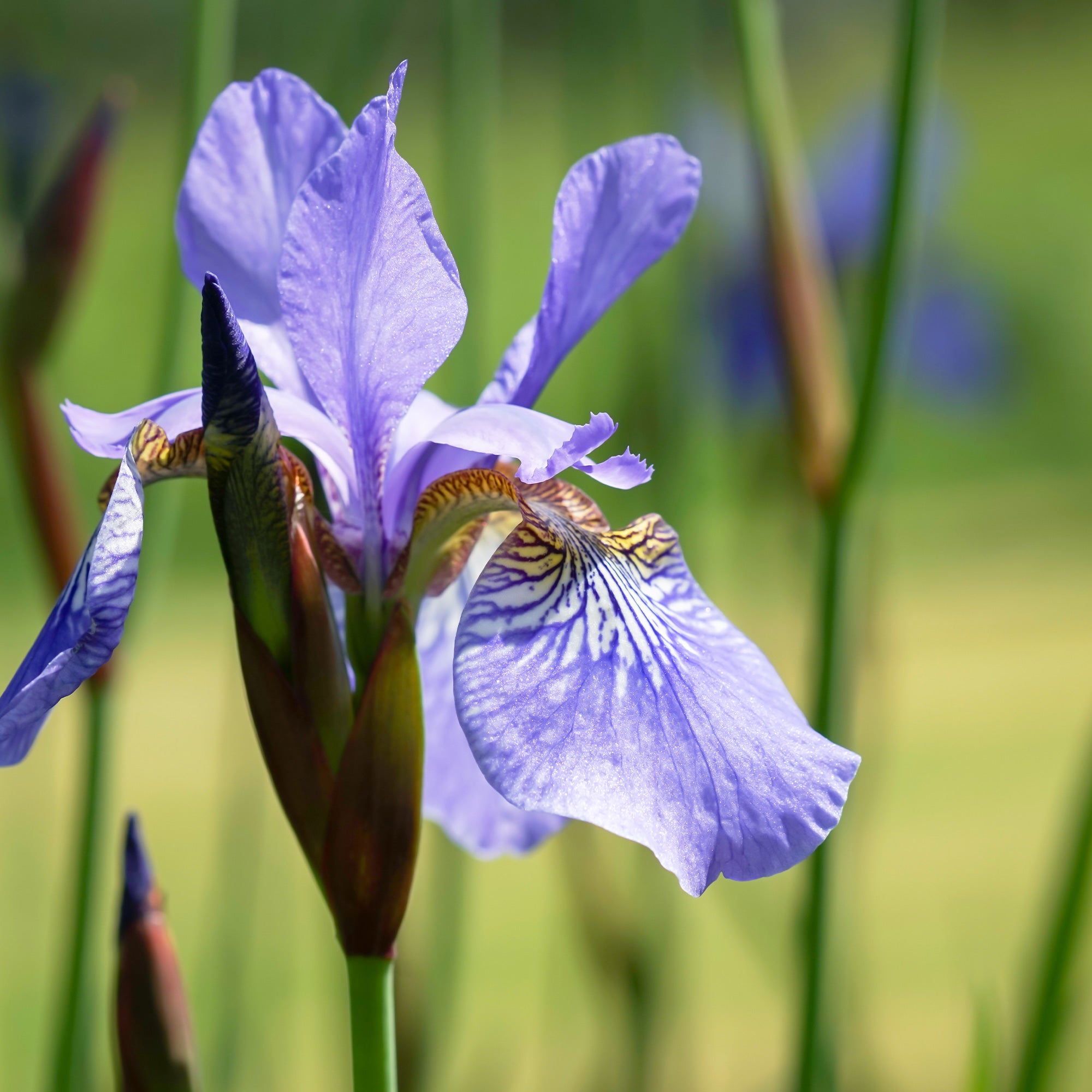 Bakker Iris Sibérie Fran's Gold plante bassin pot 11cm