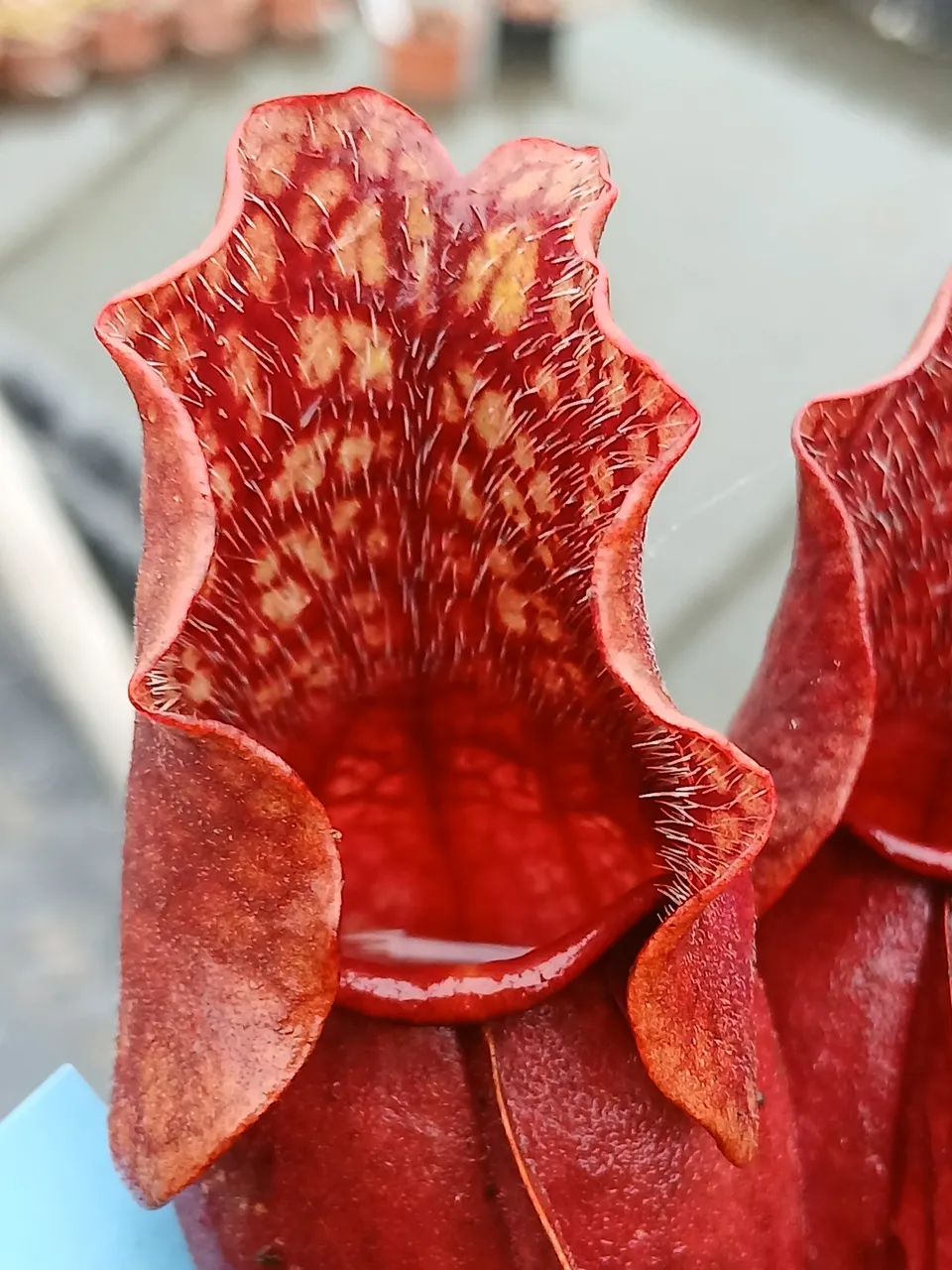 Carniflore Sarracenia purpurea venosa Red Ruffles carnivore