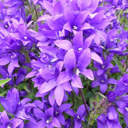 Bakker Campanule Joan Elliott plante vivace pot 9cm fleur bleue