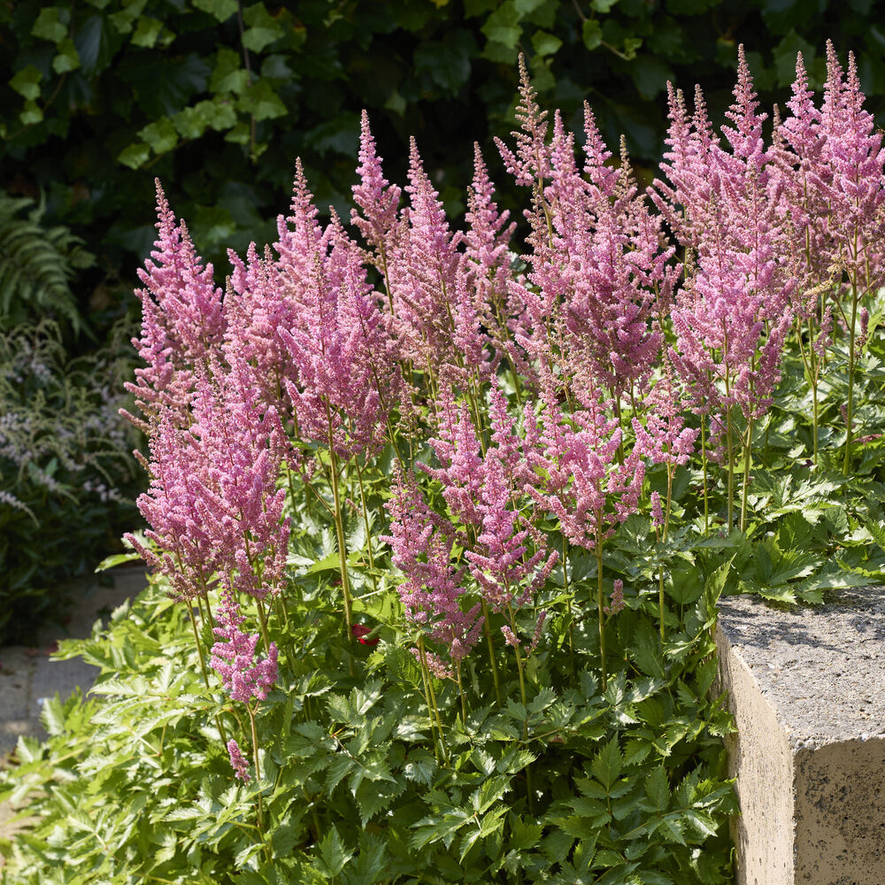 Bakker Astilbe Rheinland vivace rose pot Ø 9 cm