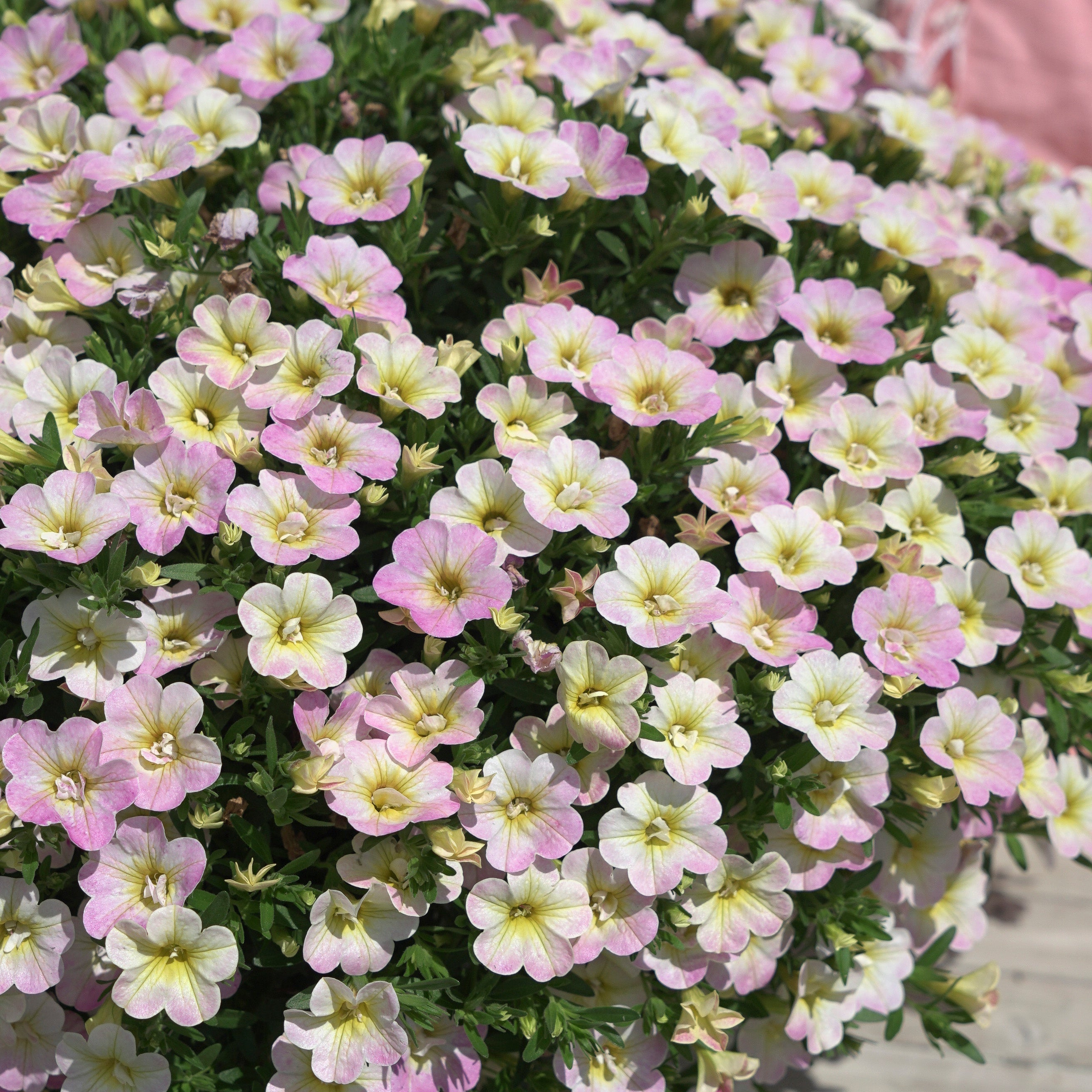 Bakker Mini-pétunias doubles pastel fleur 3 pots 10.5cm
