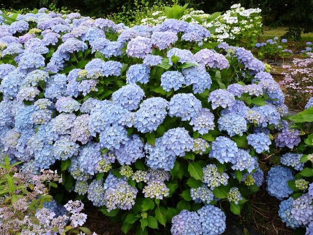 Les Hortensias du Haut Bois Hambourg hortensia macrophylla rose