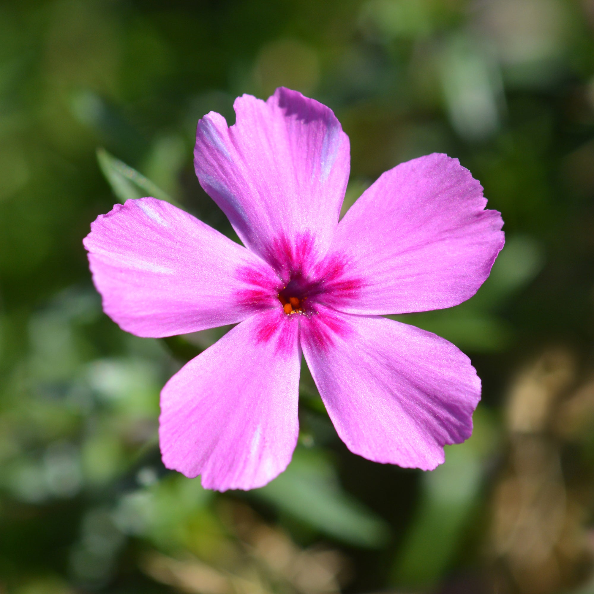 Bakker Phlox mousse McDaniel's Cushion vivace pot Ø 9 cm violet