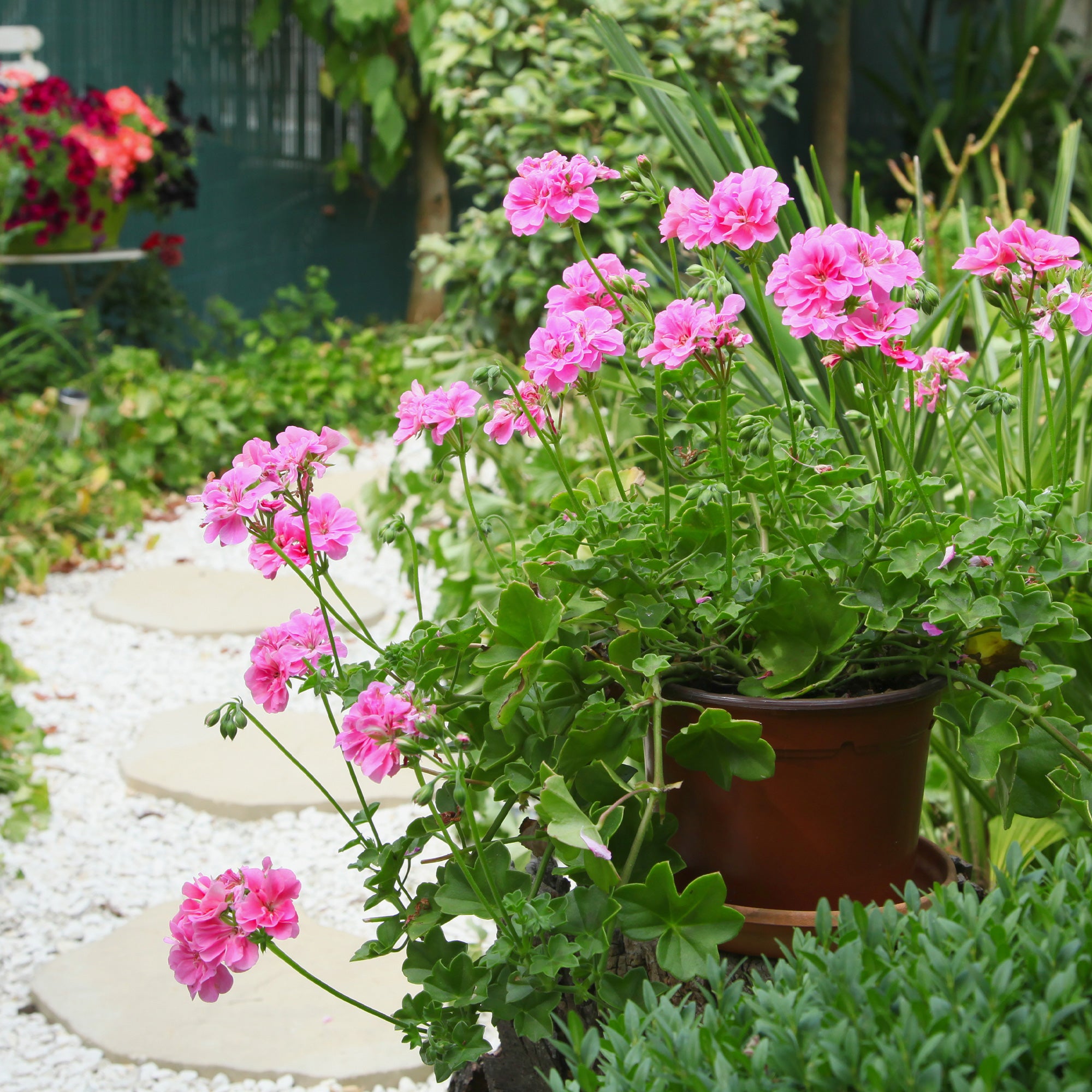Bakker Géranium lierre double rose pot Ø10,5cm retombant