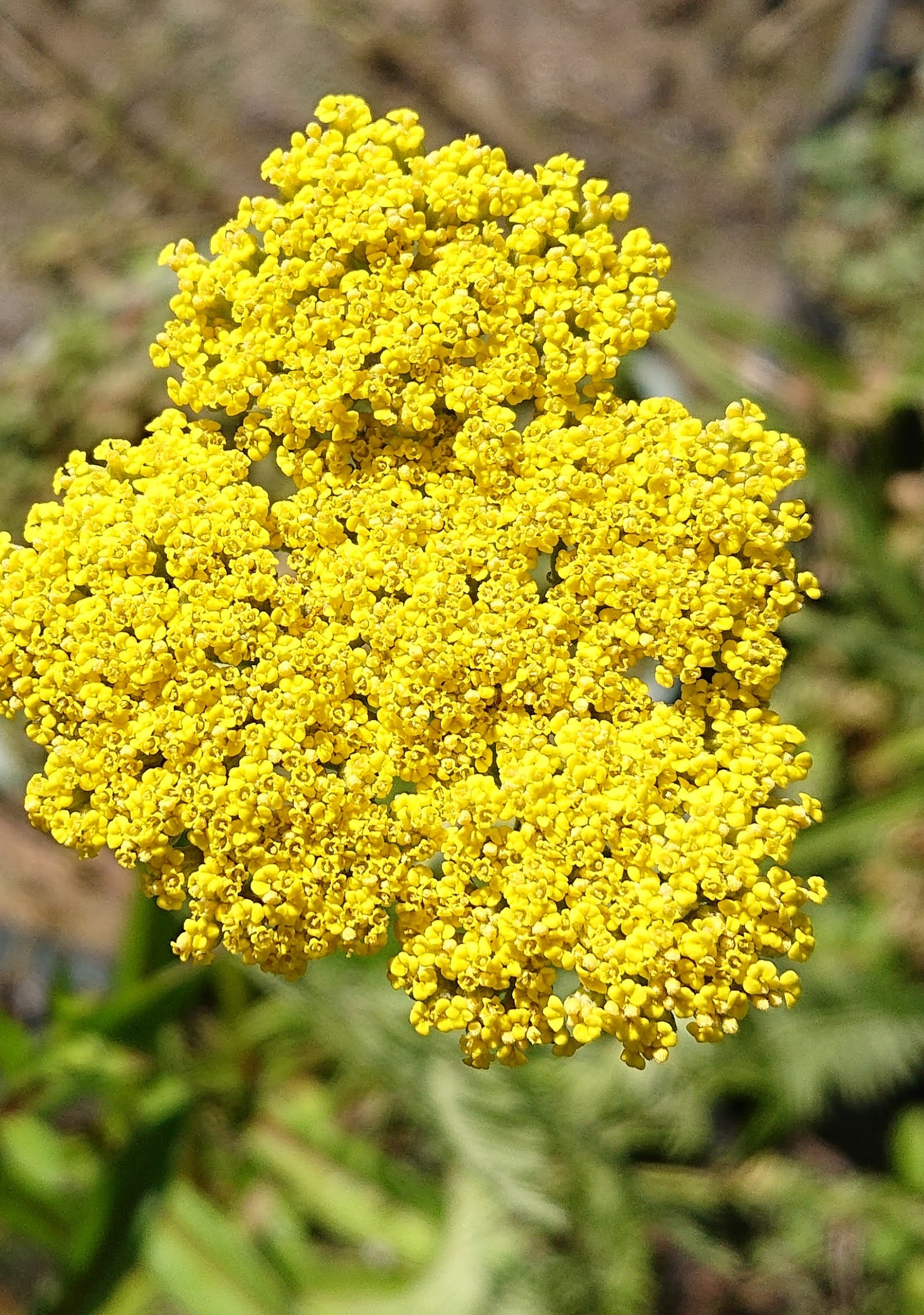 Passion Vivaces Achillea filipendulina Bishkek Gold plante godet