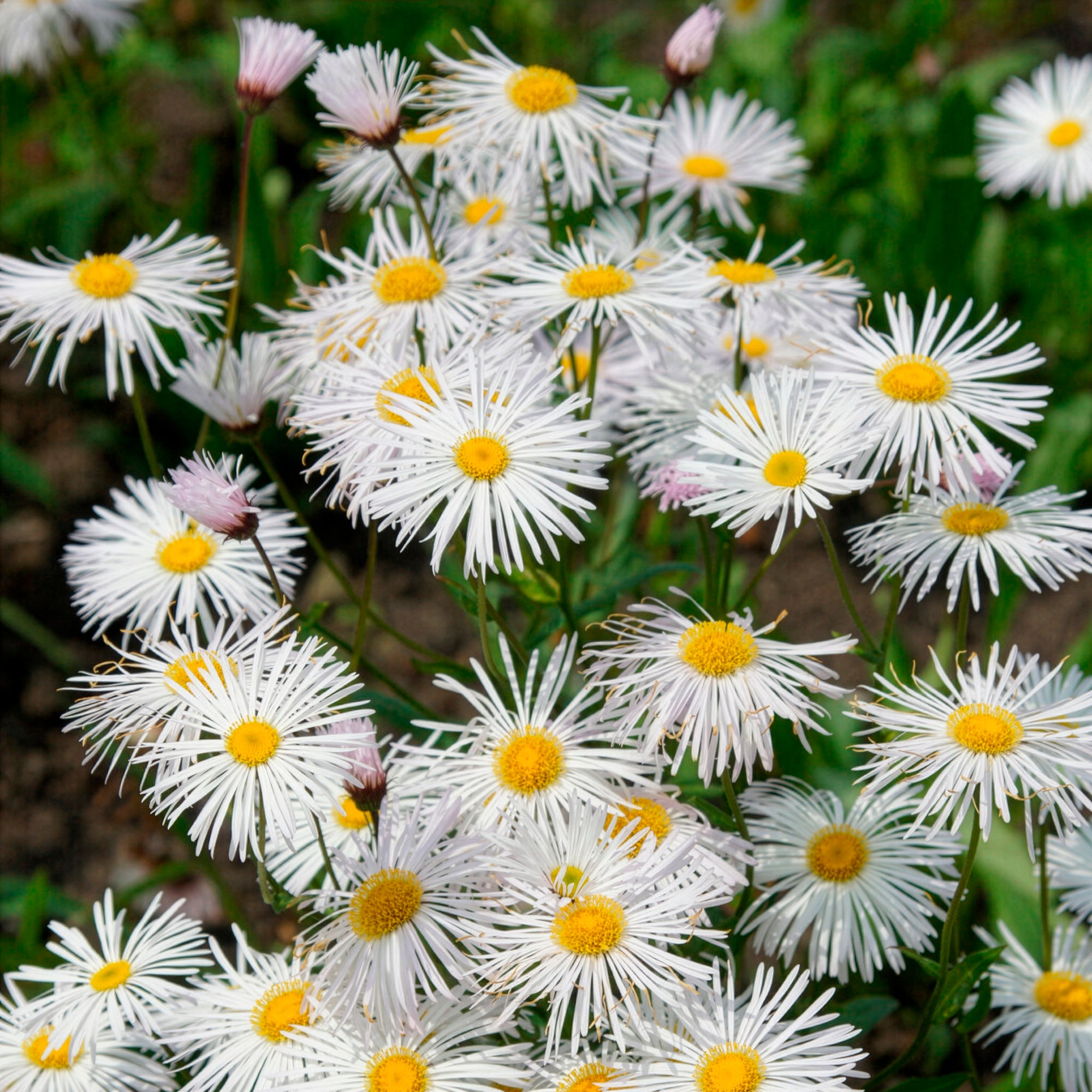 Bakker Vergerette Sommerneuschnee plante vivace pot 9cm blanc