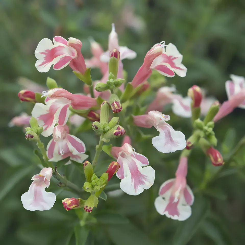 Bakker Sauge Belle de Loire Barsabel vivace pot 9cm