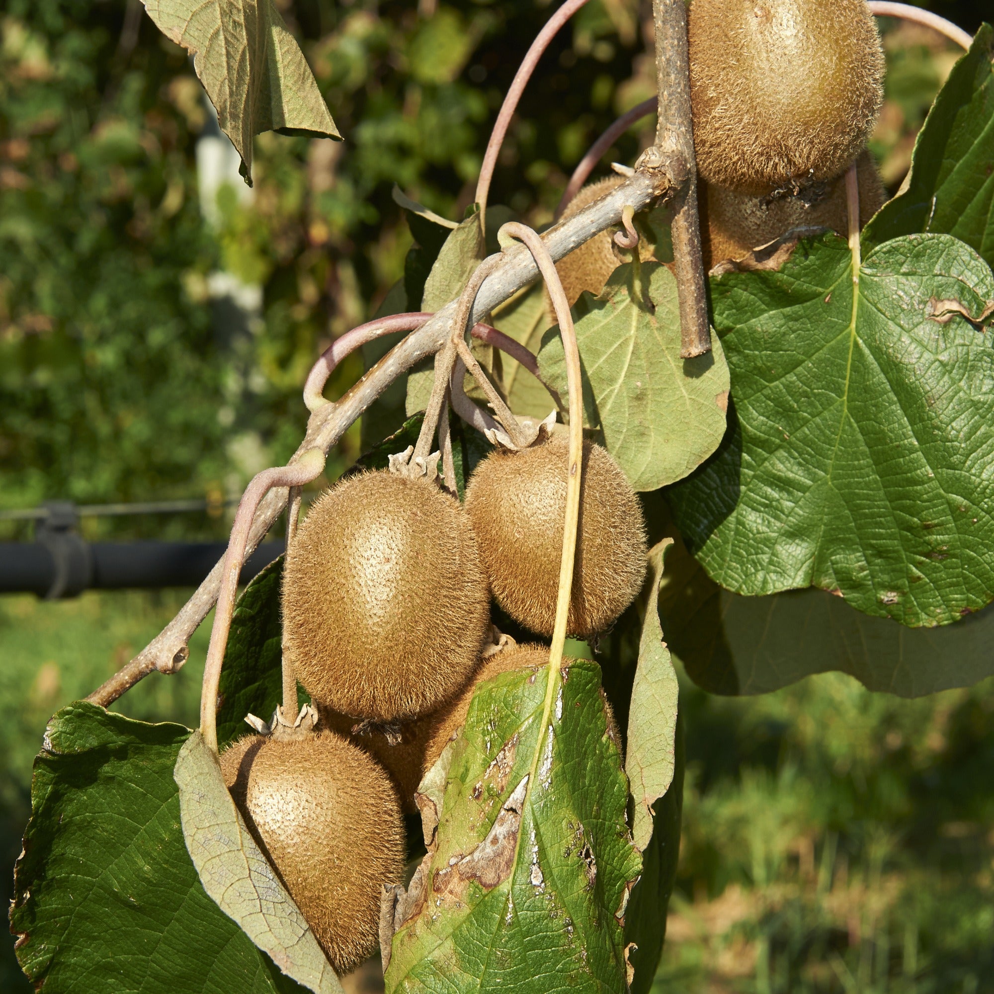 Bakker Collection 3 fruitiers pot Ø13cm 20-30 cm
