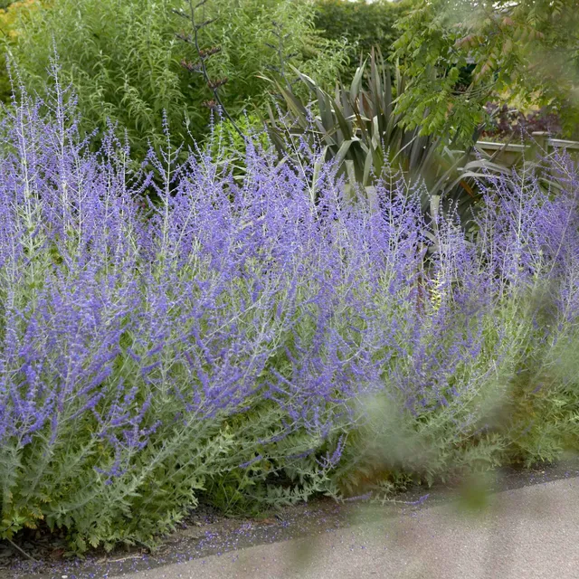 Bakker Blue Spire sauge Afghanistan pot 8cm bleue
