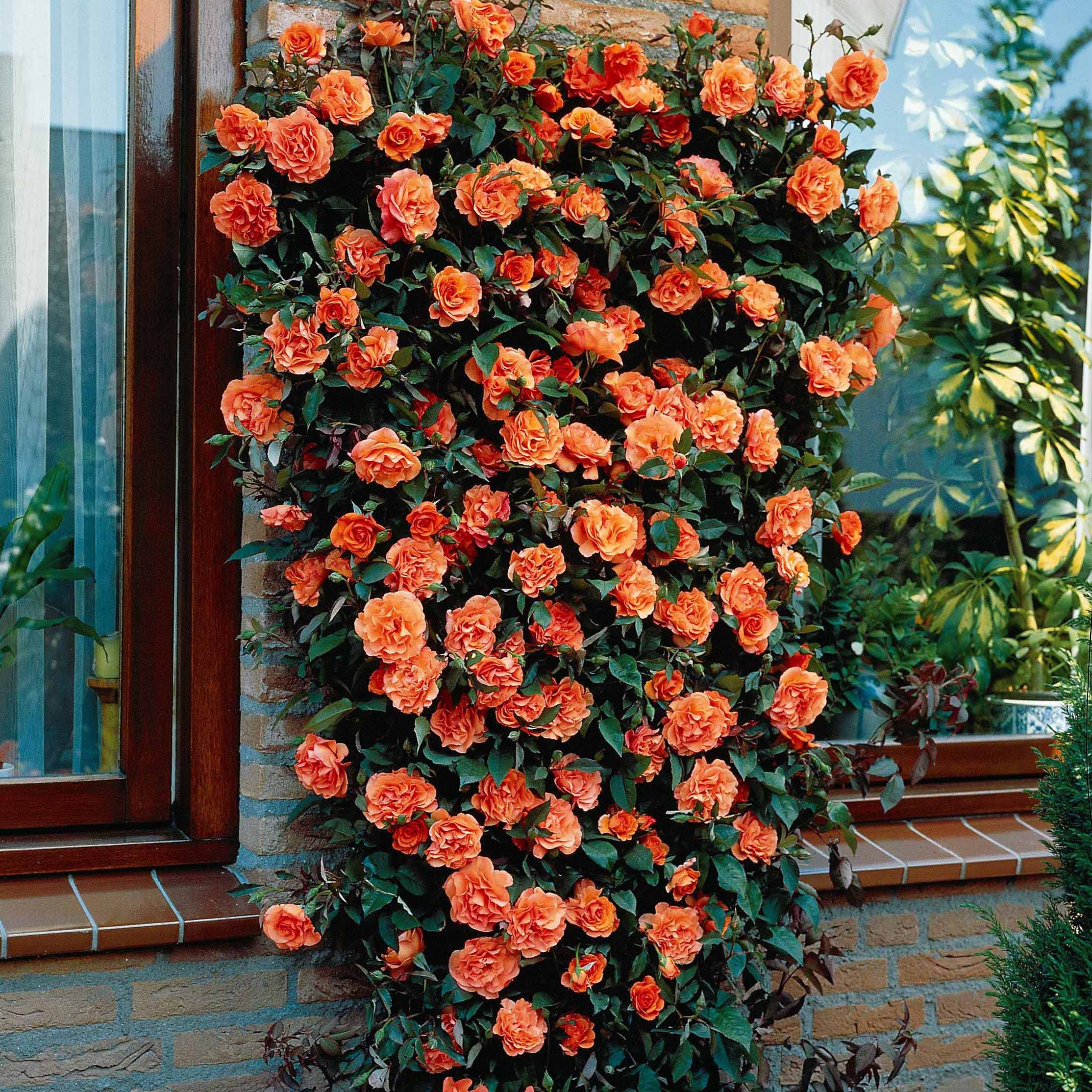 Bakker Rosiers Rosier grimpant Métanoïa racine nue orange