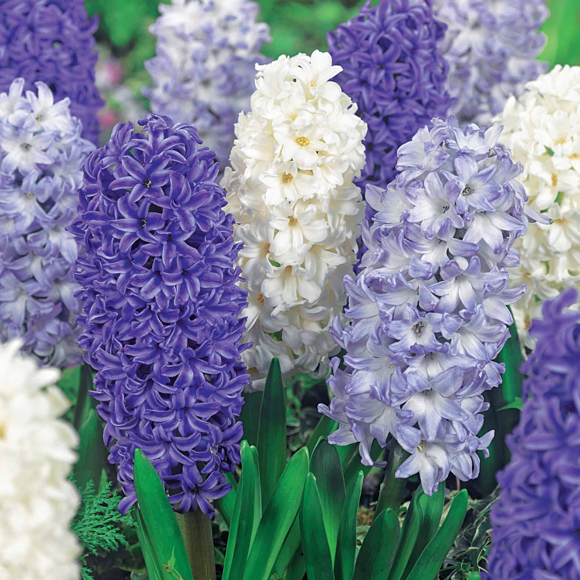 Bakker Jacinthes Harmonie bulbes mélange 9 bulbes blanc bleu