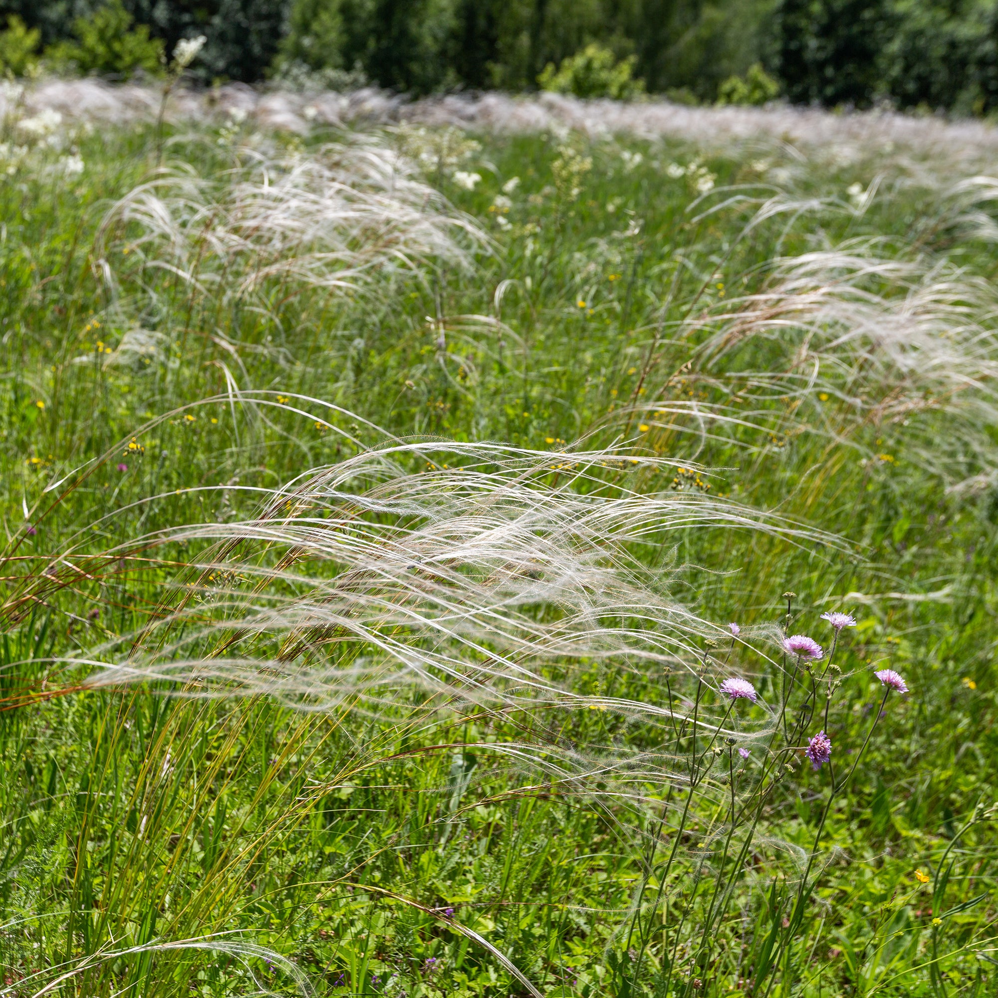 Bakker Stipe admirable Stipa pot Ø9 cm graminée argentée