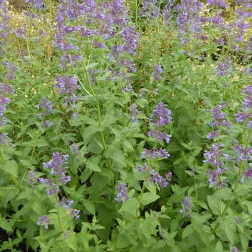 Bakker Nepeta Dawn To Dusk plante vivace pot 9cm fleur rose
