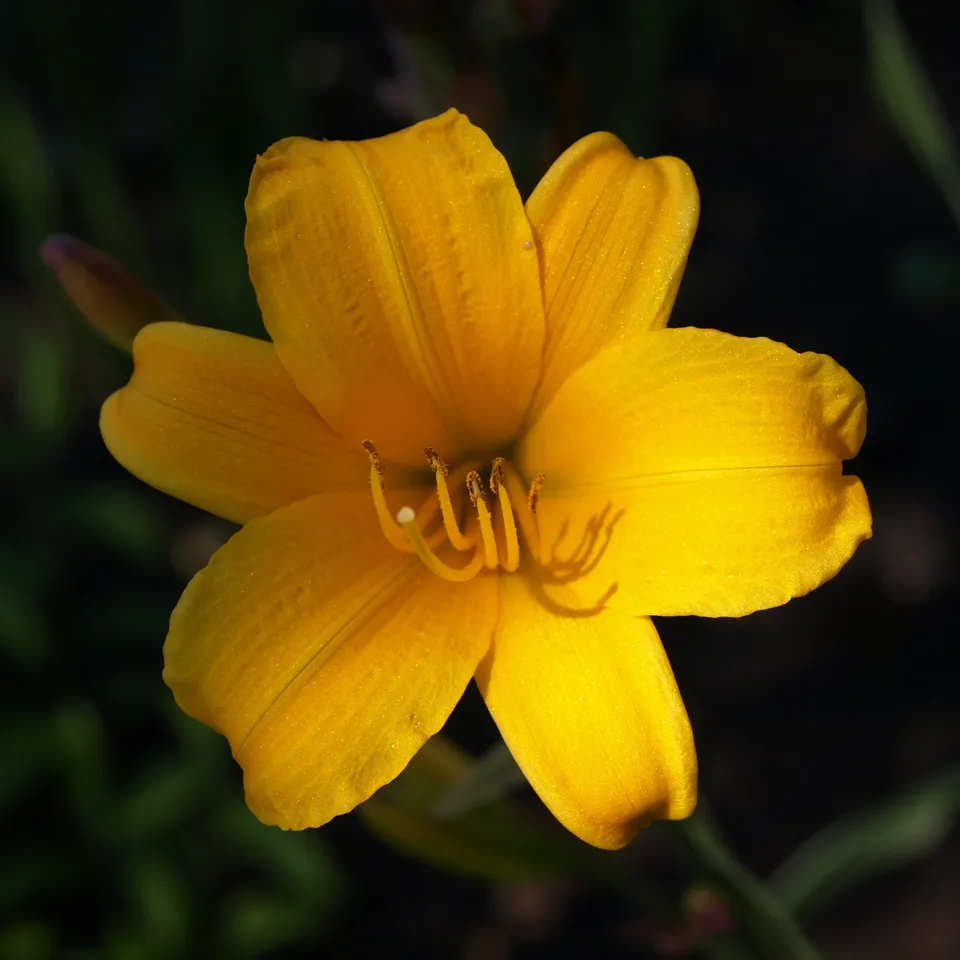 Passion Vivaces Hemerocallis 'Golden Zebra' hémérocalle pot 1L