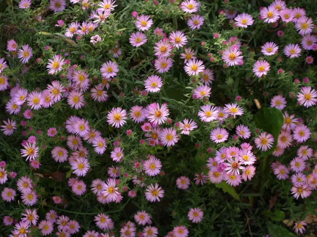 Passion Vivaces Aster ericoides Rosa Rauhreif fleur rose godet
